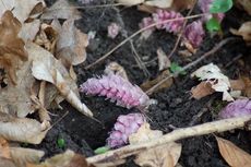 Gewöhnliche Schuppenwurz 04.JPG